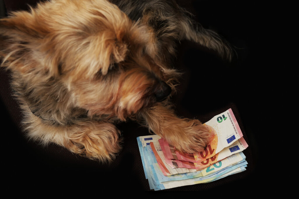 Portrait,Of,Cute,Yorkshire,Terrier,On,A,Brown,Chair,His