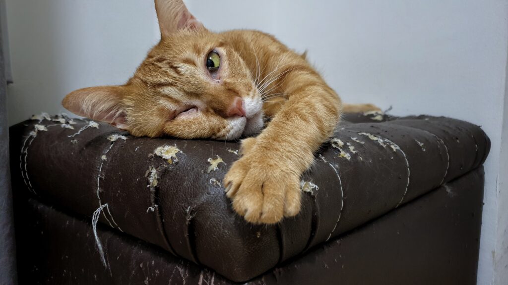 Close,Up,Orange,Cat's,Face,Who,Lying,On,Cat,Scratched