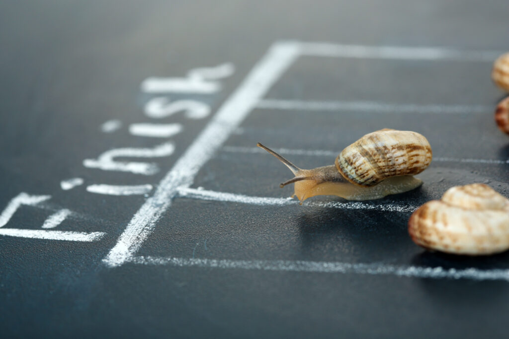 Racing,Snails,Close-up