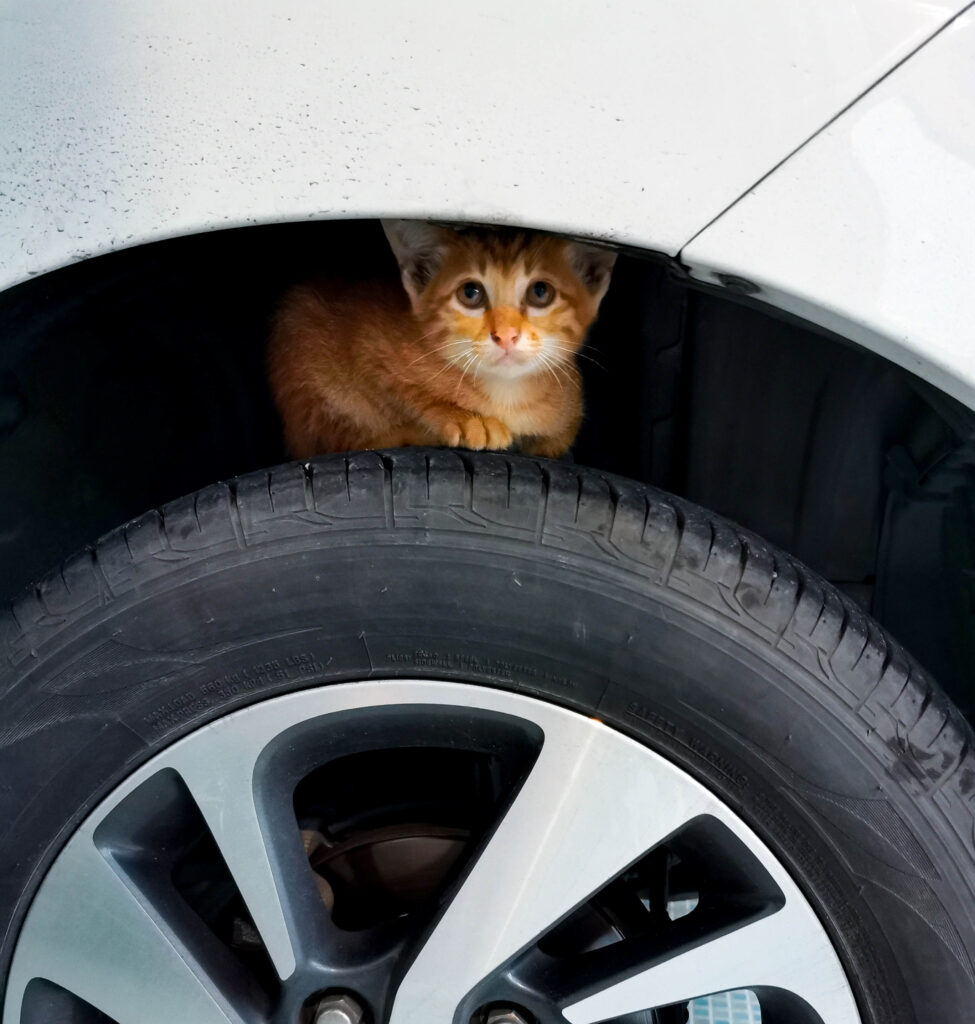 Little,Orange,Cat,On,Tyre,Of,Car,That,Parking,And