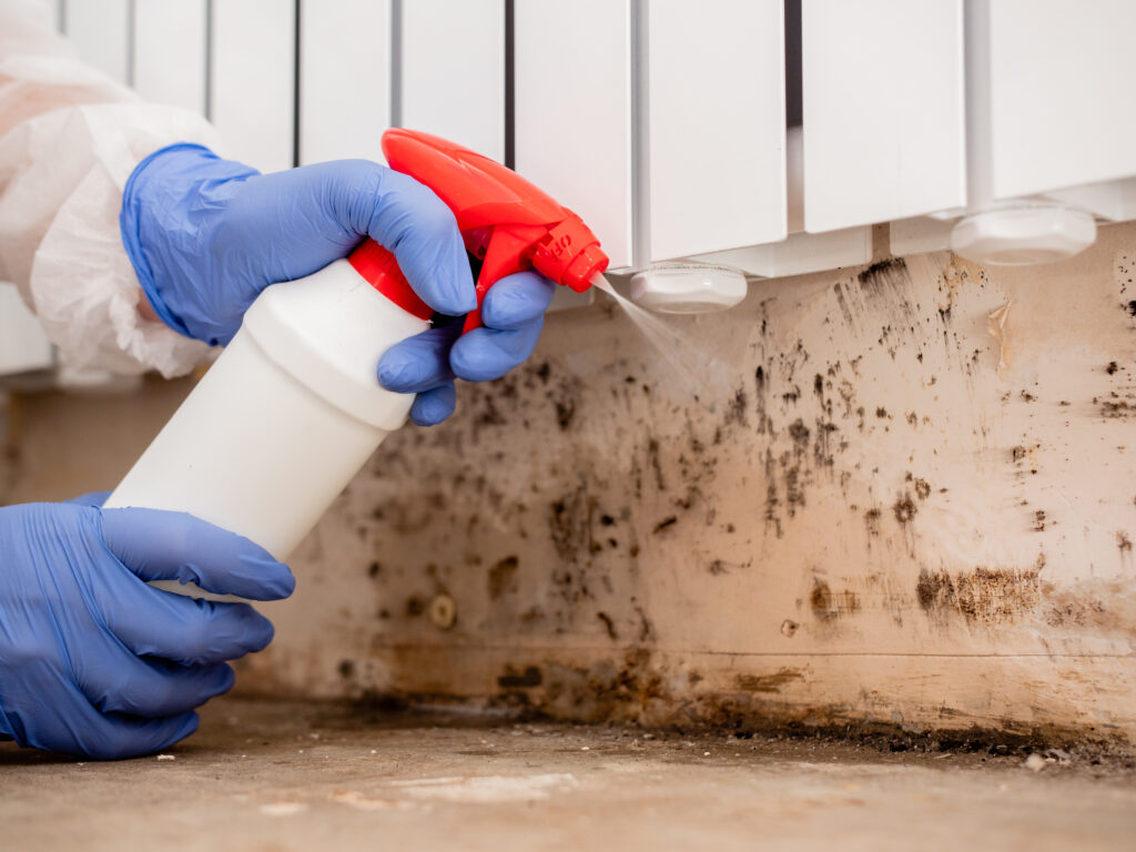Removing,Mold,From,Internal,Walls.,Elimination,Of,Mold,At,Home